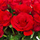 Roses rouges 3