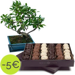 Boîte de rochers et Bonsaï