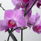 Pink butterfly orchid and its candle 190g 2