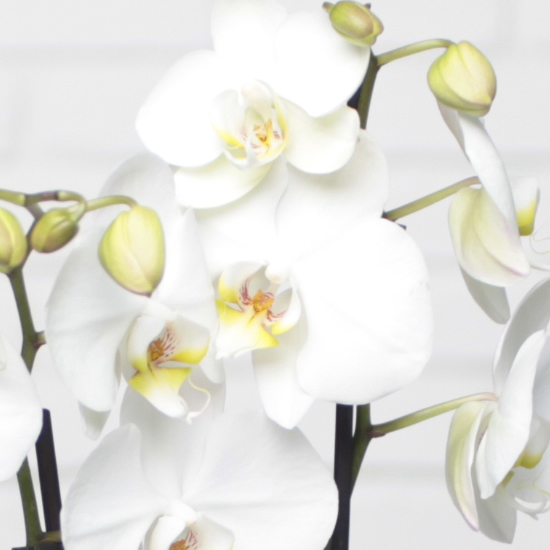 Orchidée blanche & doudou lapin  2