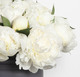 Exceptional White Peonies  2