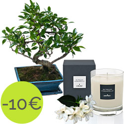 Bougie parfumée et Bonsaï