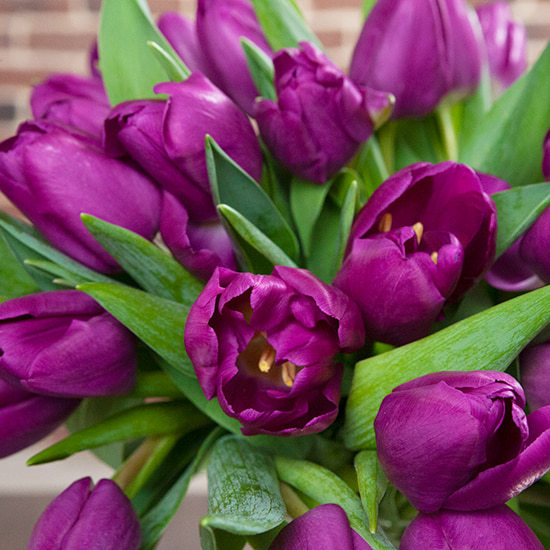 Purple Tulips 2
