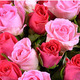 Rosas de San Valentín 2