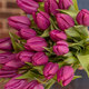 Tulipanes morados 2