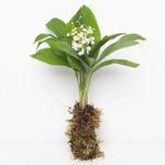 A bouquet of lily-of-the-valley