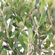 A Superb Olive-Tree