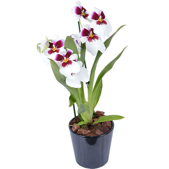 Orchidee Miltonia 'Alexander'