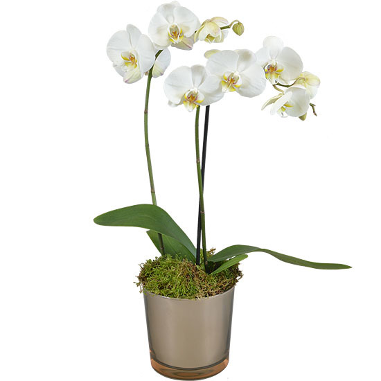 Orchidée Phalaenopsis blanc