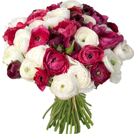 Pink and white ranunculus