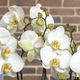 Jardin blanc d'orchidées papillon