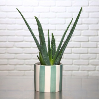 Aloë Vera Aloë Vera