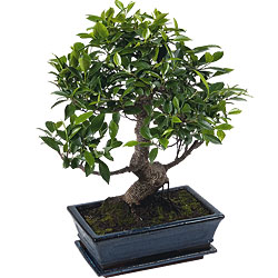 Bonsai 10 Jahre alt