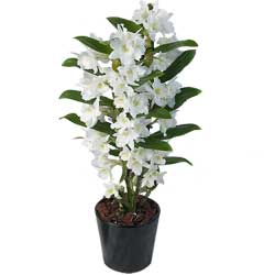 Weiße Dendrobium Nobile Orchidee