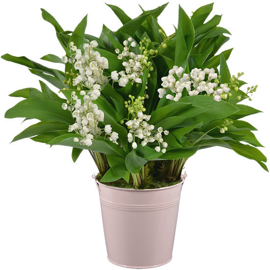 Lily-of-the-Valley in a Pastel Vase