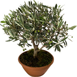 Olivenbaum in Topf