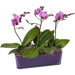Orchidee