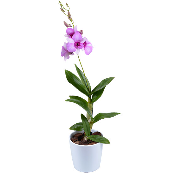 Send this Dendrobium orchid