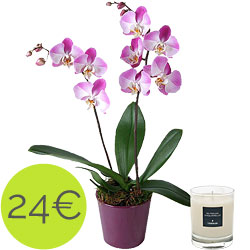 Orchidee und Duftkerze mit dem Aroma