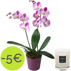 Orchidee und Duftkerze mit dem Aroma