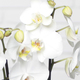 Weiße Orchidee und Kuschelkaninchen