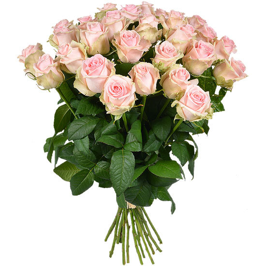 Bouquet of pastel pink long-stemmed roses