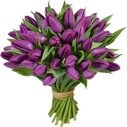 Lila Tulpenstrauß