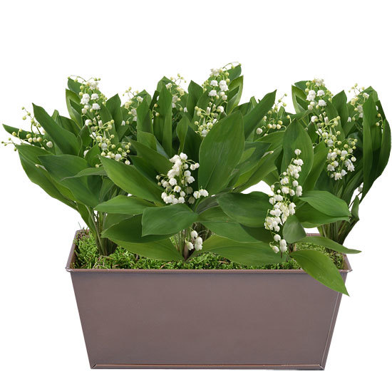 Chic and Fragrant Lily-of-the-Valley
