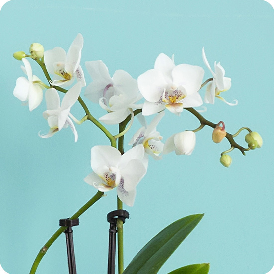 Vit orkidé i en kruka 