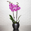  Orchidée Bicolore