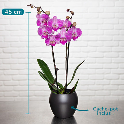  Bicolour Orchid