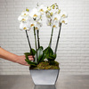 So Chic Luxurious white orchids