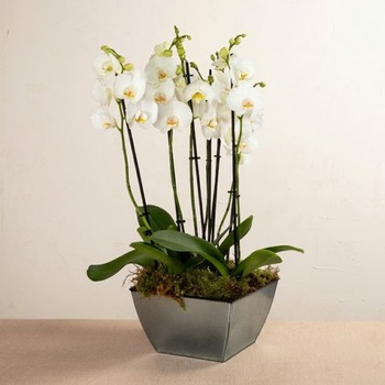 So Chic Luxurious white orchids