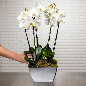 Orchidées blanches So chic !