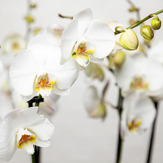 So Chic Luxurious white orchids 2