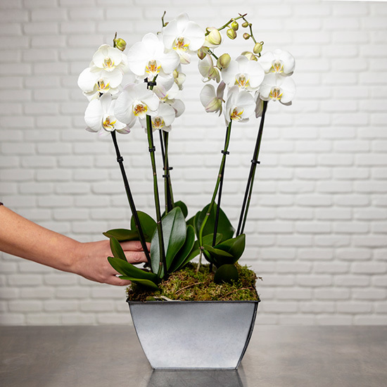 So Chic Luxurious white orchids