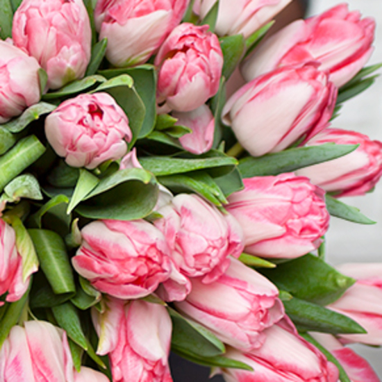 'Foxtrot' tulips 3