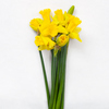 Bouquet of 10 daffodils