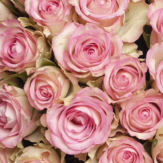 20 Roses Lovely + 20 Jonquilles 2