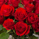20 roses 'Red Calypso' 3