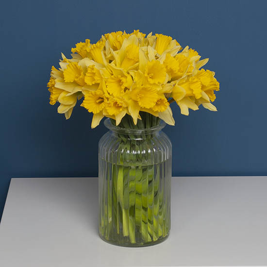 30 Marvellous roses + 30 Daffodils 2