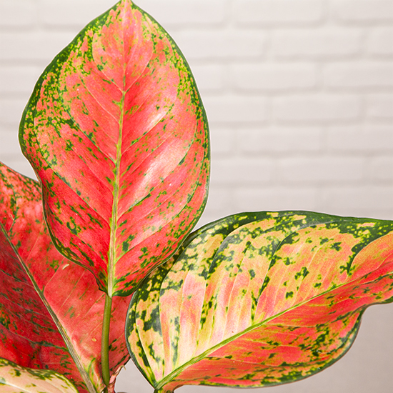 
Pink Aglaonema 2