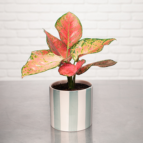 
Pink Aglaonema