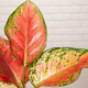 Aglaonema rose 2