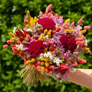 Alegría Bouquet de fleurs séchées coloré Rosa Cadaqués x Aquarelle