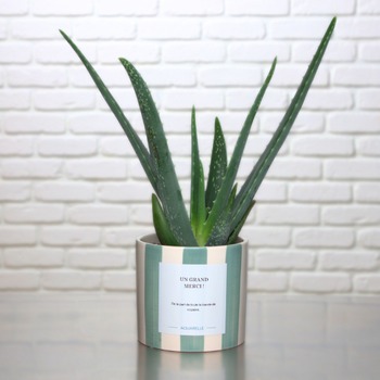 Aloe Vera