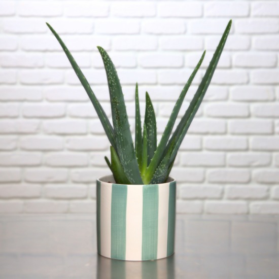 Aloe Vera 2