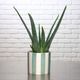 Aloe Vera 2
