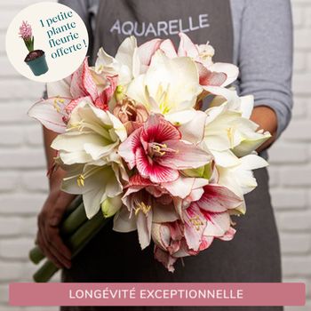 Spectaculaires amaryllis