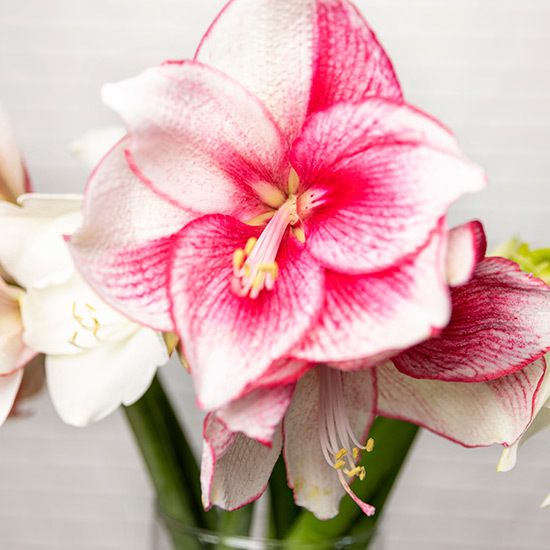 Spectaculaires amaryllis 2